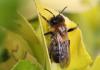 Andrena nitida